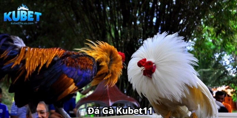 Đôi nét về đá gà Kubet11