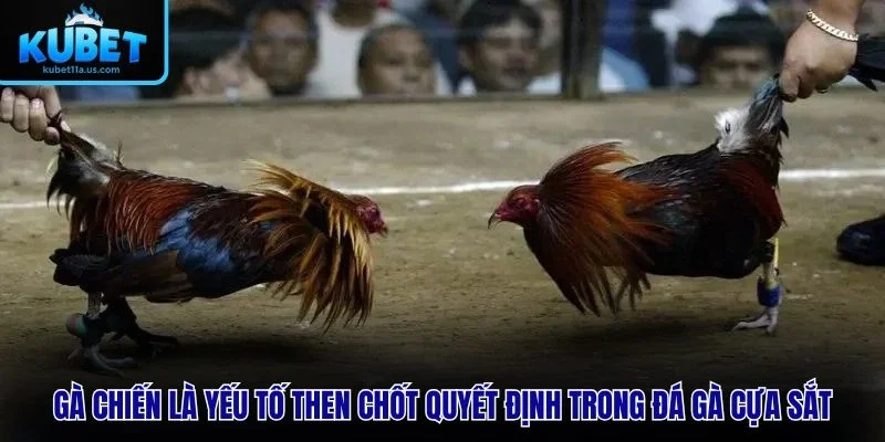 Gà chiến là yếu tố then chốt quyết định trong Đá Gà Cựa Sắt