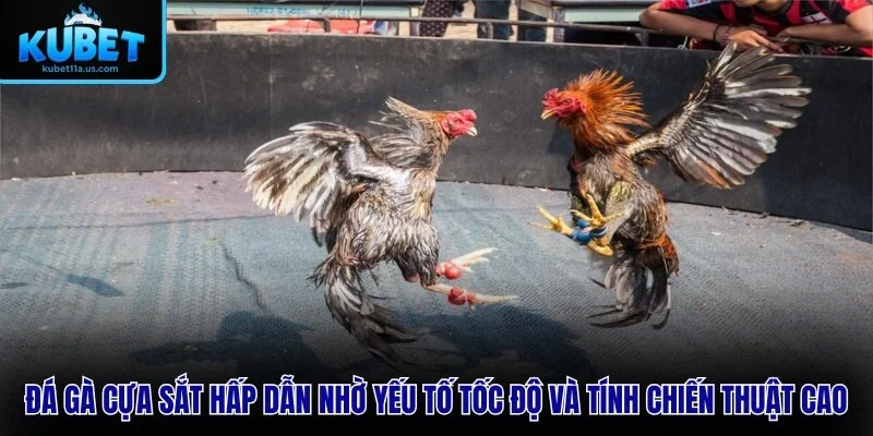 Đá Gà Cựa Sắt hấp dẫn nhờ yếu tố tốc độ và tính chiến thuật cao