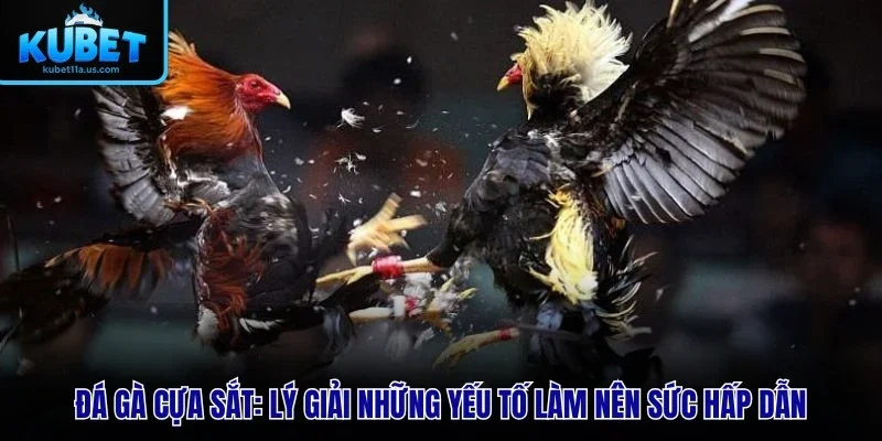 Đá Gà Cựa Sắt – Lý Giải Những Yếu Tố Làm Nên Sức Hấp Dẫn