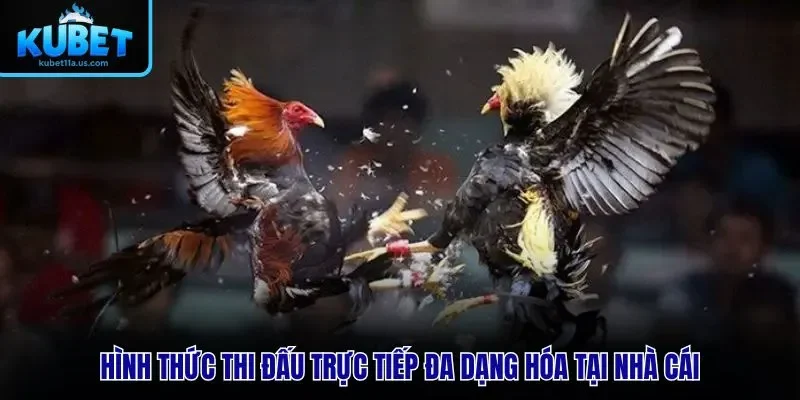 Hình thức thi đấu trực tiếp đa dạng hóa tại nhà cái