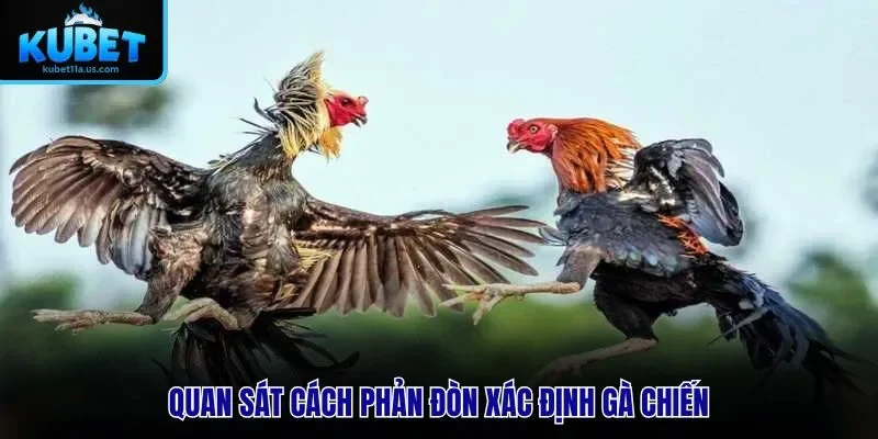 Quan sát cách phản đòn xác định gà chiến