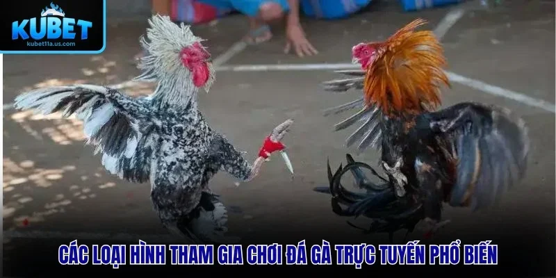 Các loại hình tham gia chơi đá gà online phổ biến