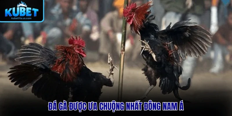 Đá gà được ưa chuộng nhất Đông Nam Á