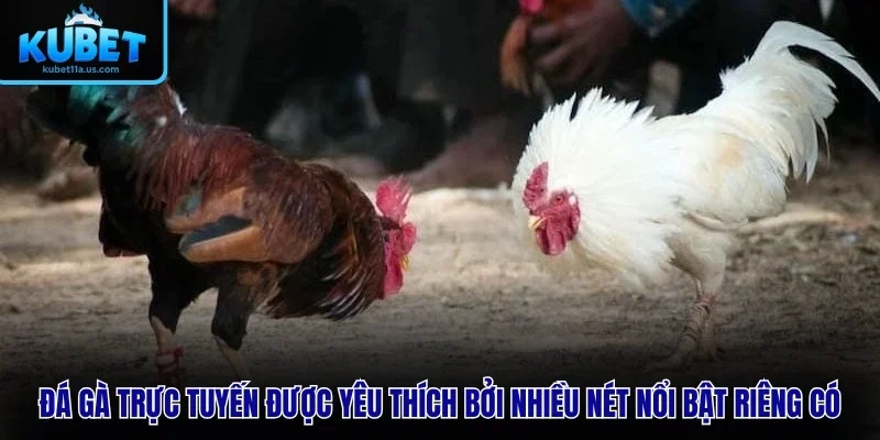 Đá Gà Trực Tuyến được yêu thích đặc biệt bởi nhiều nét nổi bật riêng có