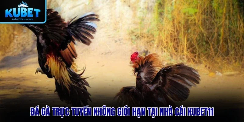 Đá Gà Trực Tuyến Không Giới Hạn Tại Nhà Cái KUBET11