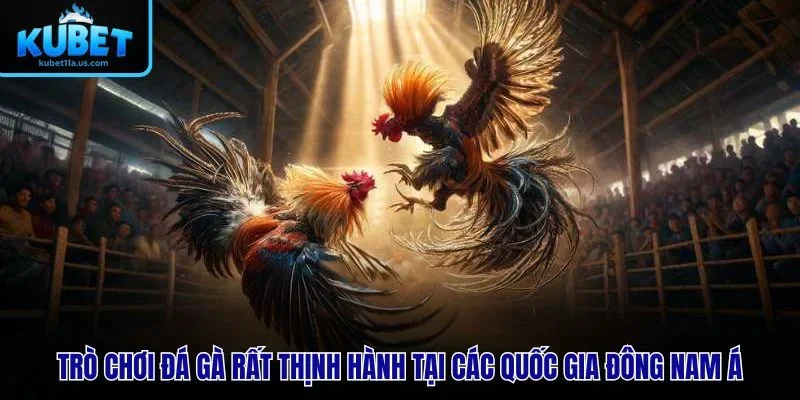 Đá gà rất thịnh hành tại các quốc gia Đông Nam Á